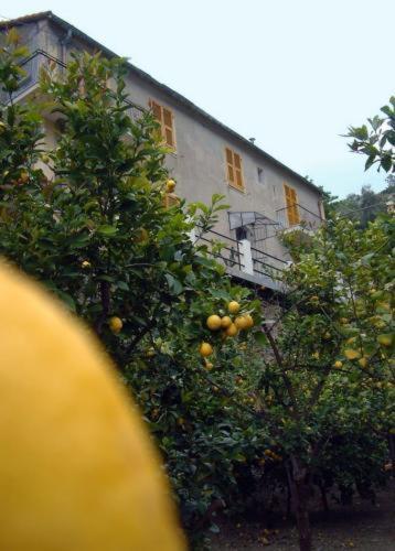 La Casa Dei Limoni Hotel Monterosso al Mare Ngoại thất bức ảnh